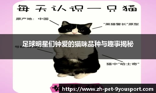 足球明星们钟爱的猫咪品种与趣事揭秘
